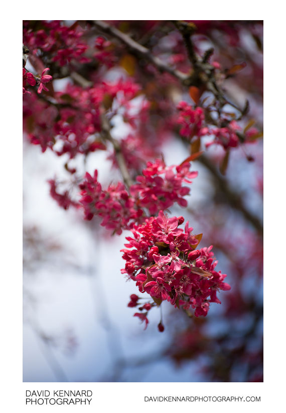 Malus 'Cardinal' crabapple flowers · David Kennard Photography