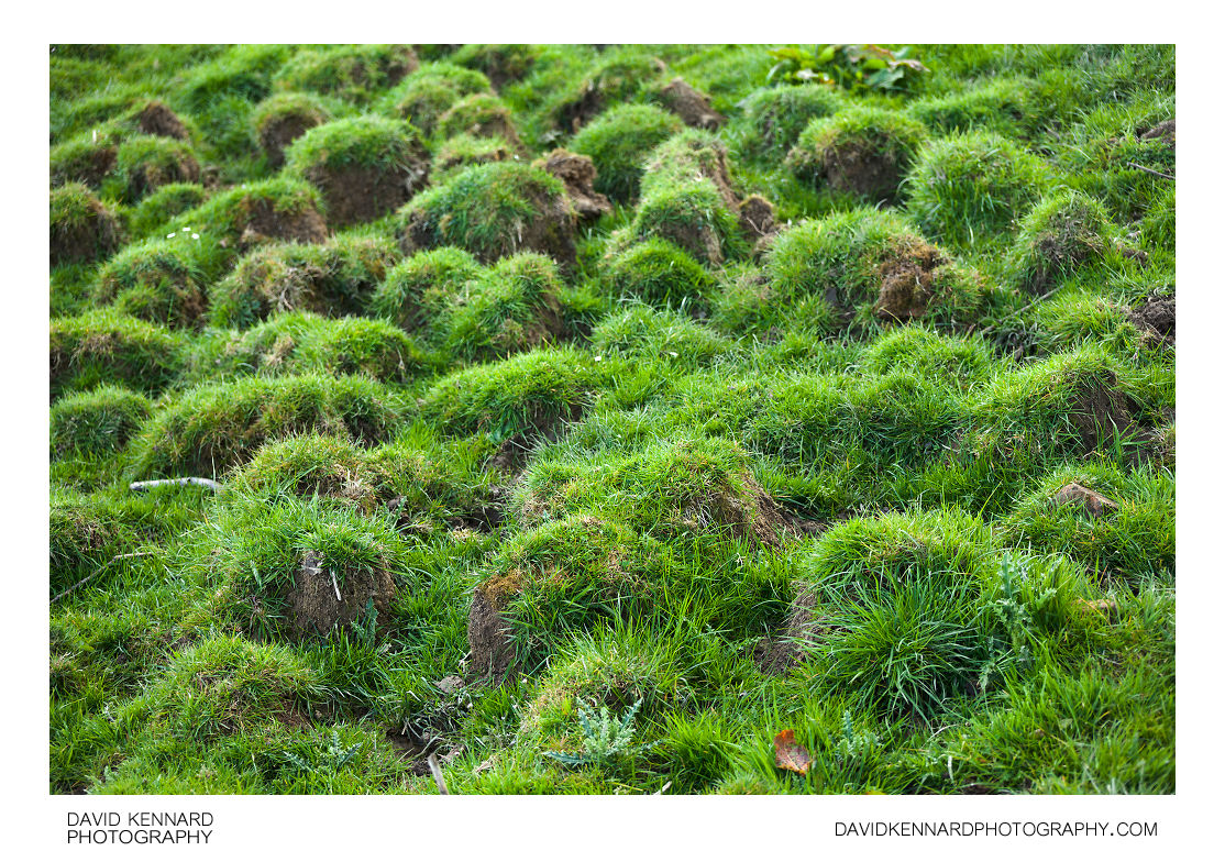 Small grass mounds