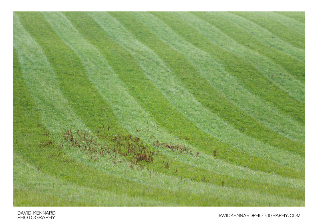 Striped grass field