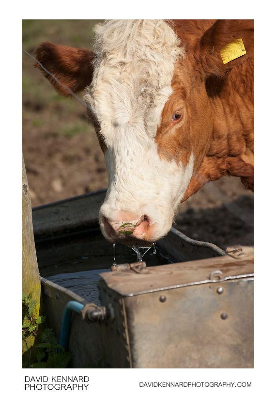 Cow drinking from trough