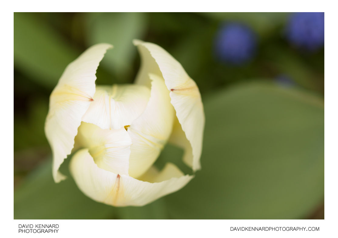 Closed white tulip flower