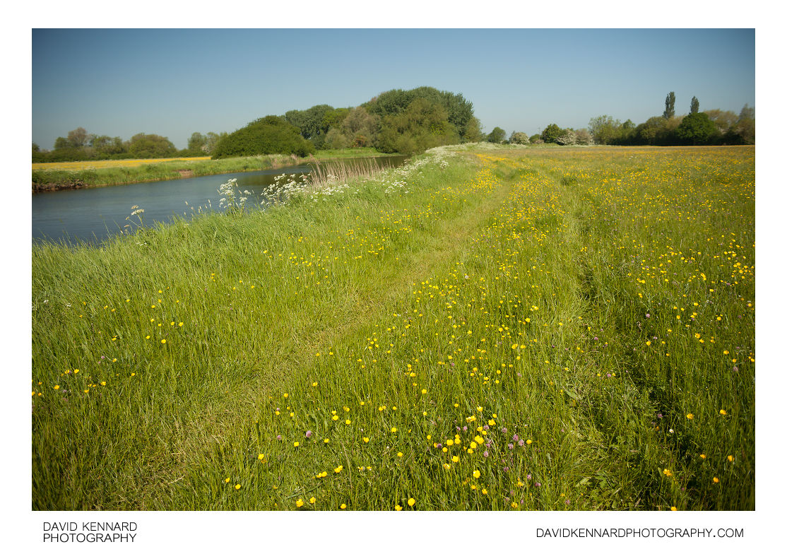 Meadow alongside River Nene
