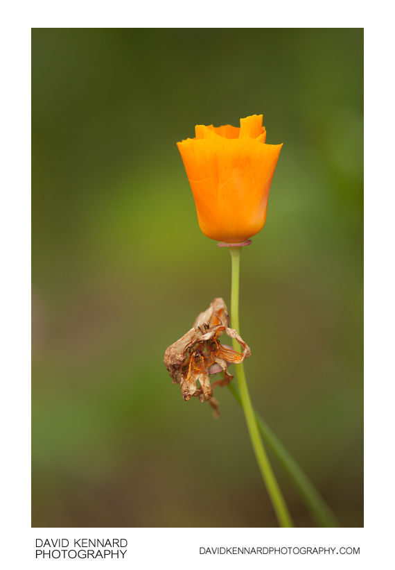 California poppy (Eschscholzia californica) flower