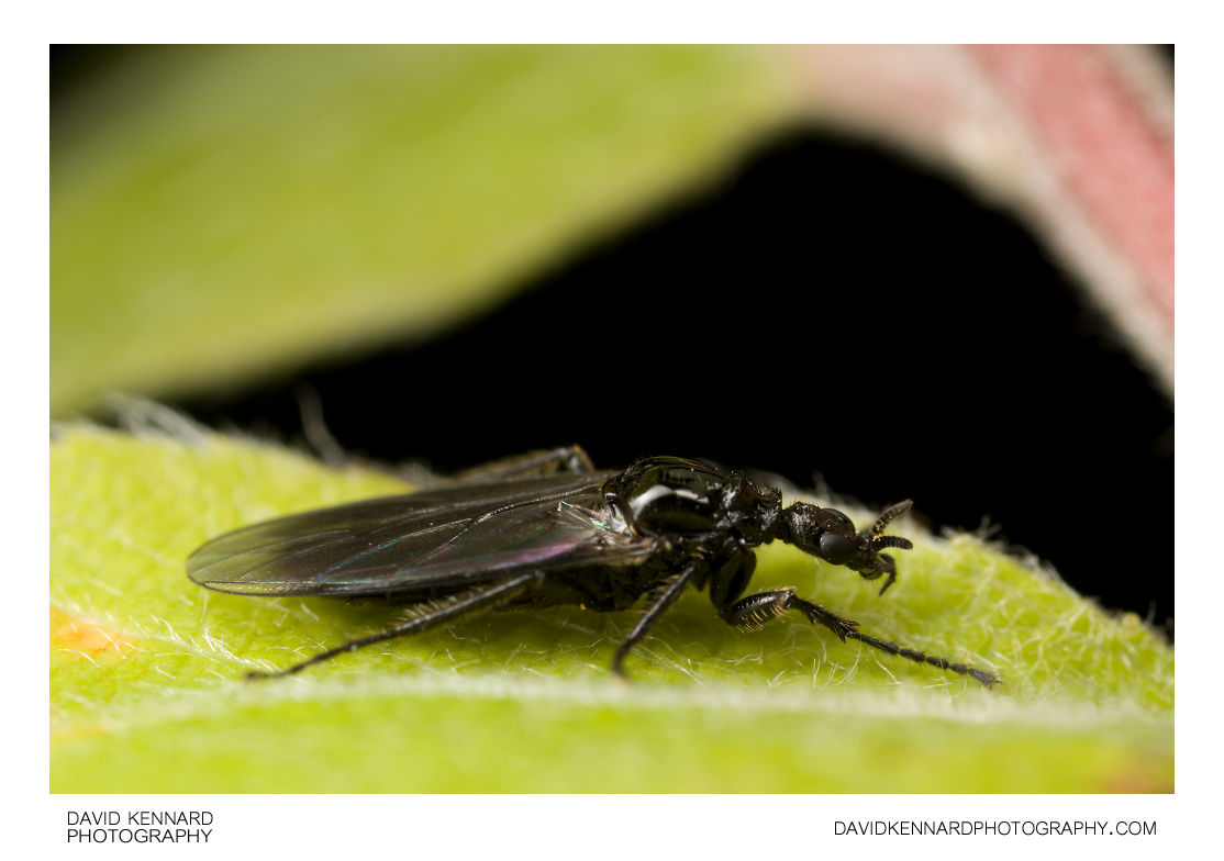 Female March fly (Bibionidae sp, Dilophus febrilis?) (I) · David