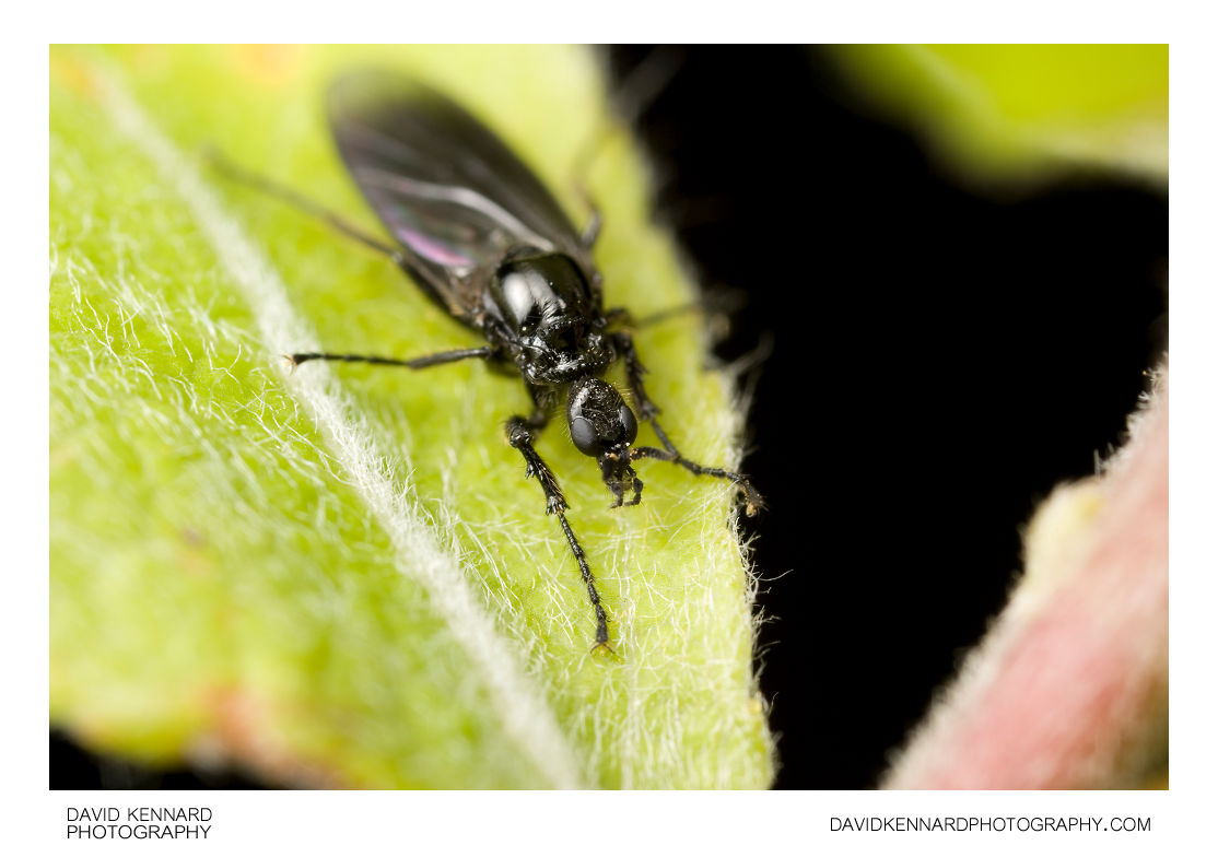 Female March fly (Bibionidae sp, Dilophus febrilis?) (II) · David ...