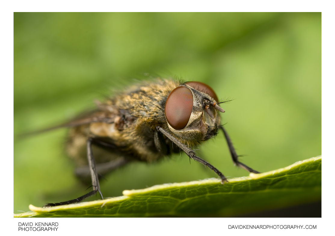 Common Cluster fly (Pollenia rudis) (III) · David Kennard Photography