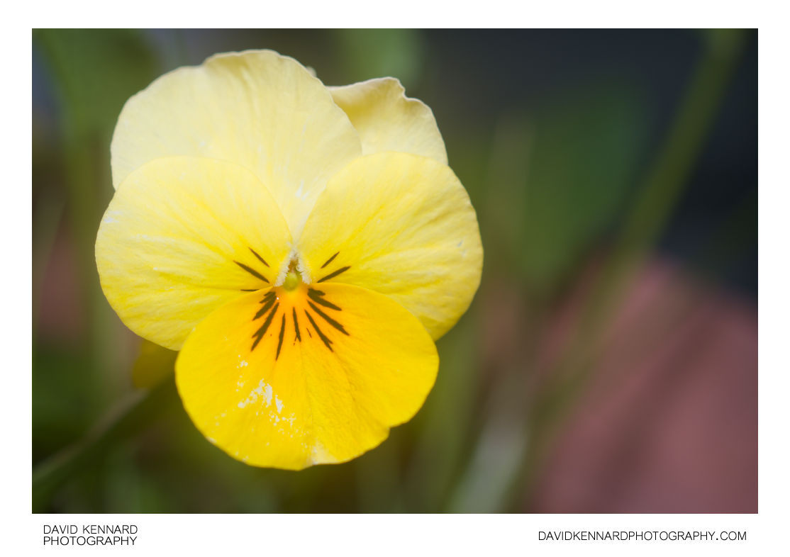 Small yellow Pansy flower