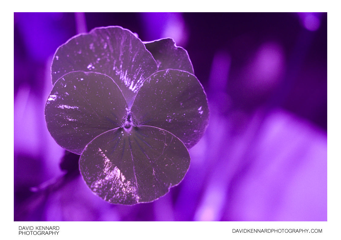 Small Pansy flower in ultraviolet