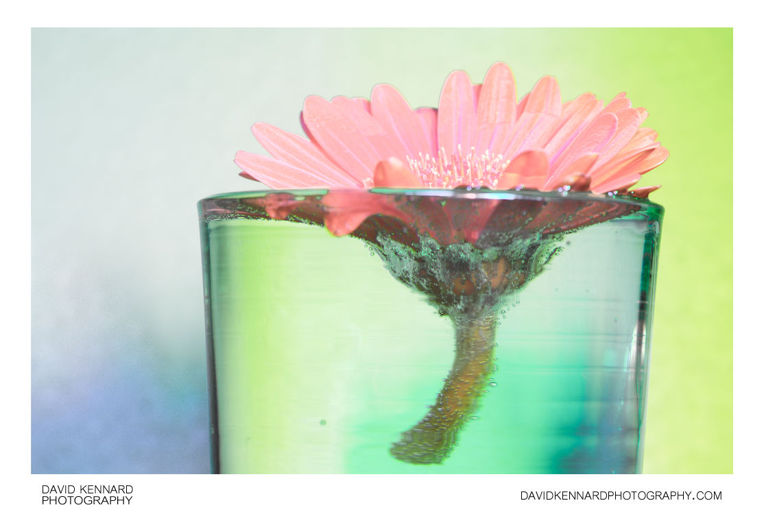 Gerbera flower in glass of water [multispectral]