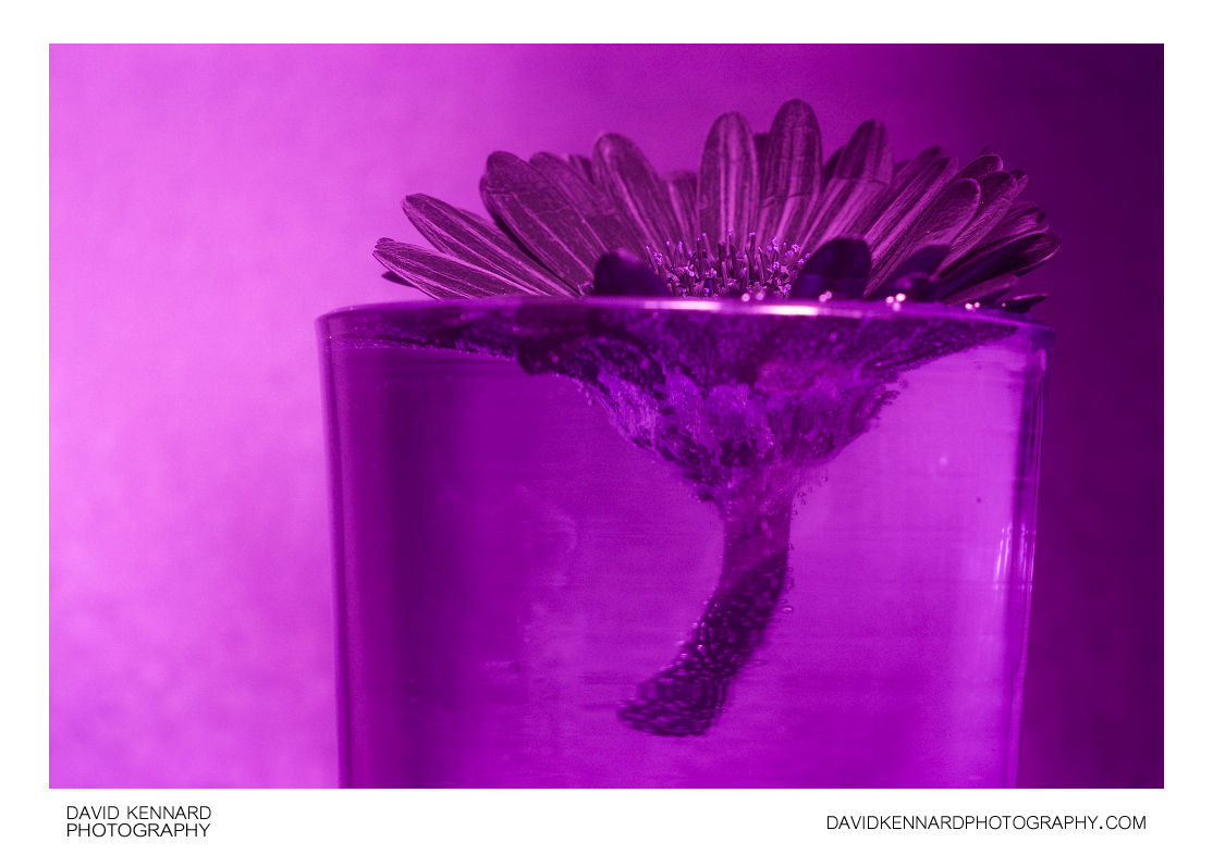 Gerbera flower in glass of water [UV]