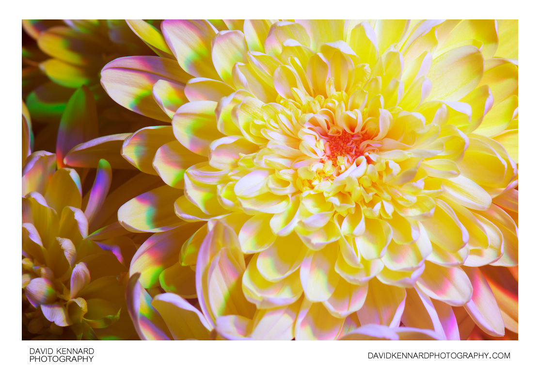 Chrysanthemum flower [Multispectral]