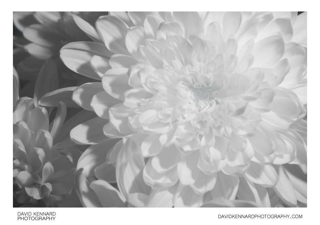Chrysanthemum flower [IR]
