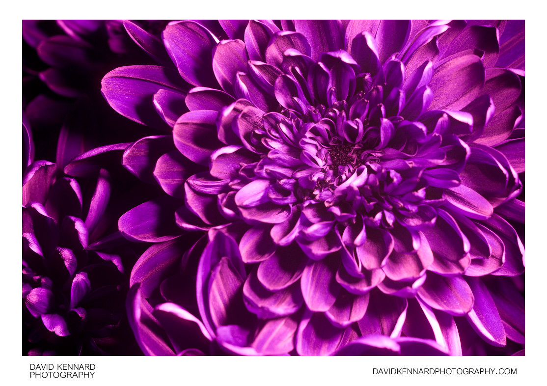 Chrysanthemum flower [UV]