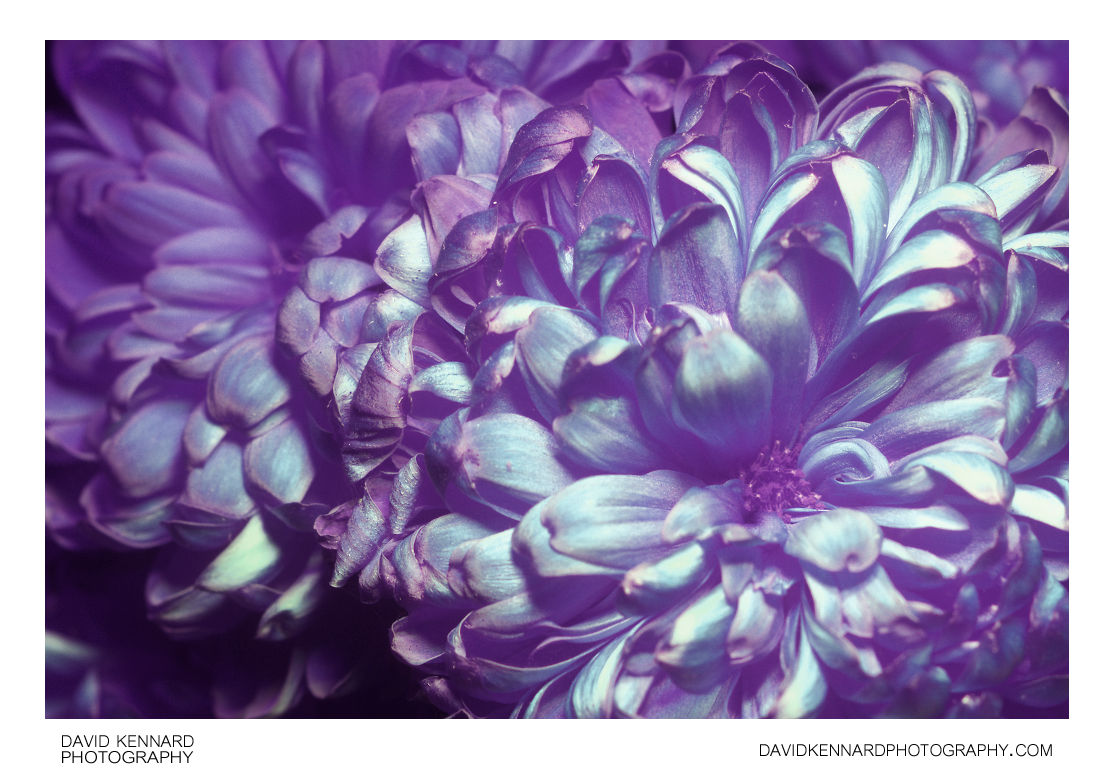 Chrysanthemum flower [UV IR]