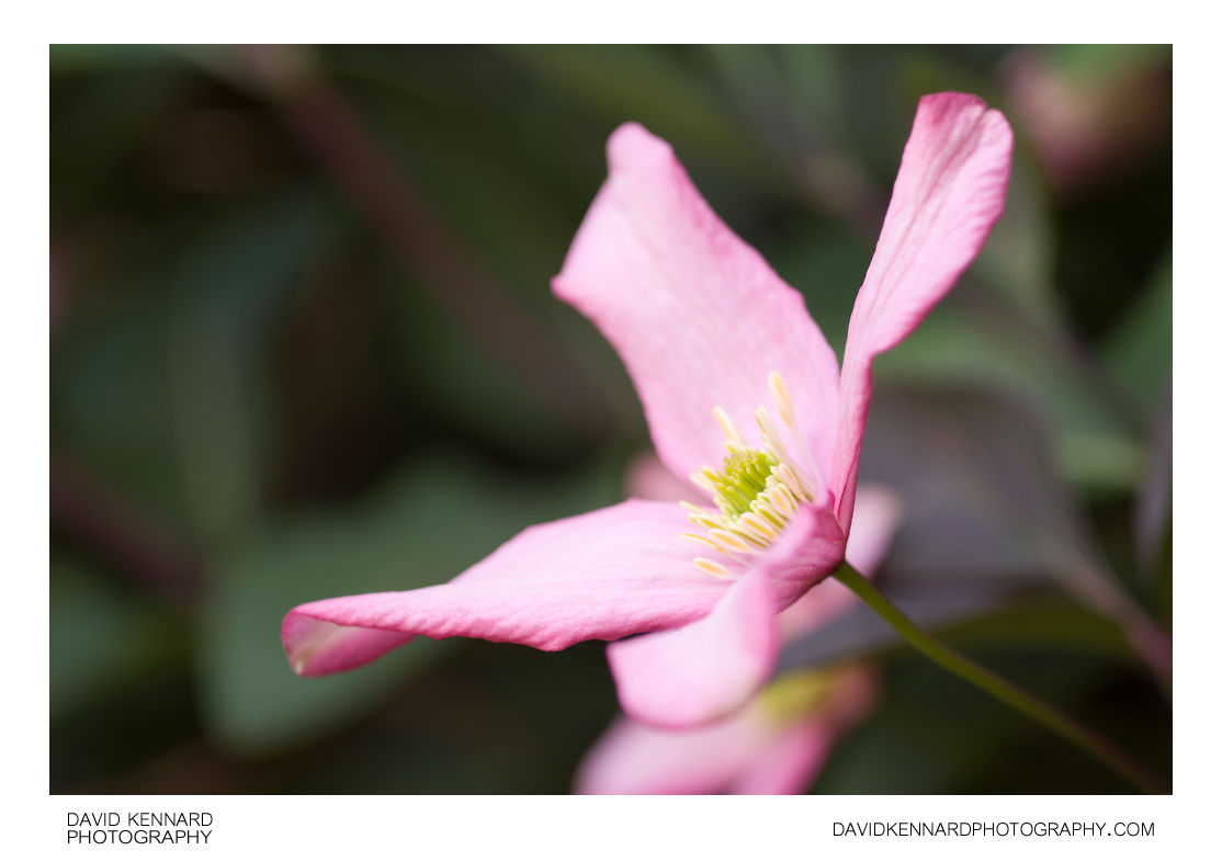 Pink Clematis montana flower