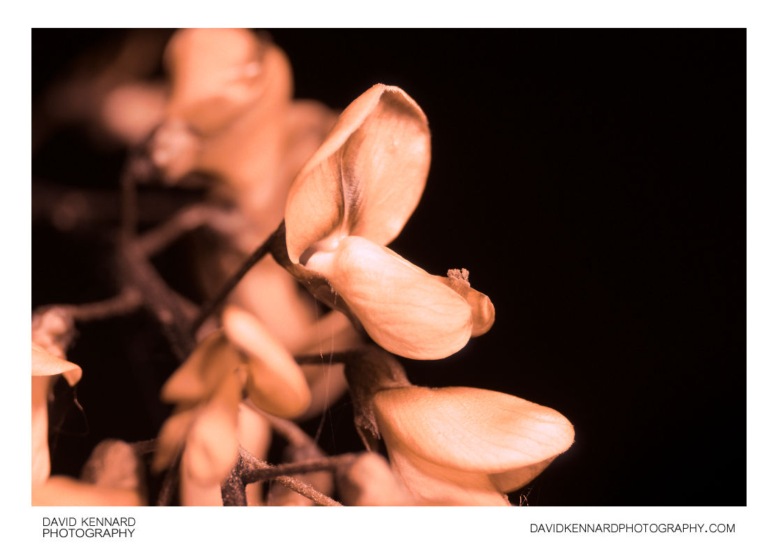White Wisteria flower [UV]