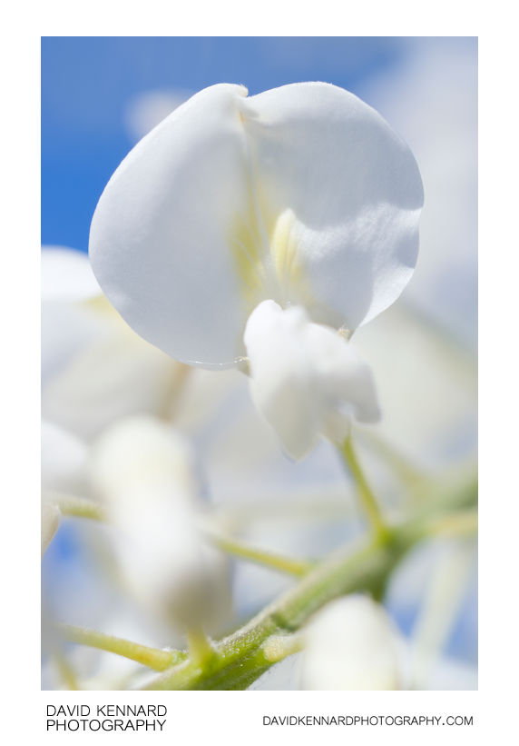White Wisteria flower