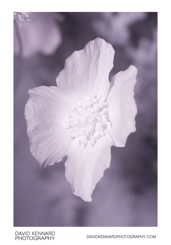 Meconopsis cambrica var. aurantiaca (Orange Welsh Poppy) flower [IR]
