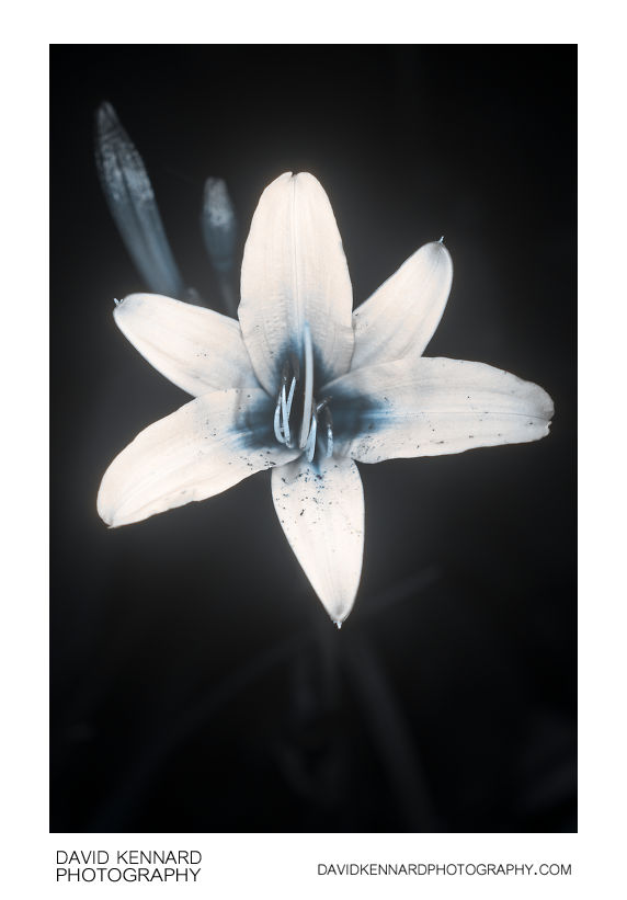 Yellow Day-lily (Hemerocallis lilioasphodelus) flower [UV]