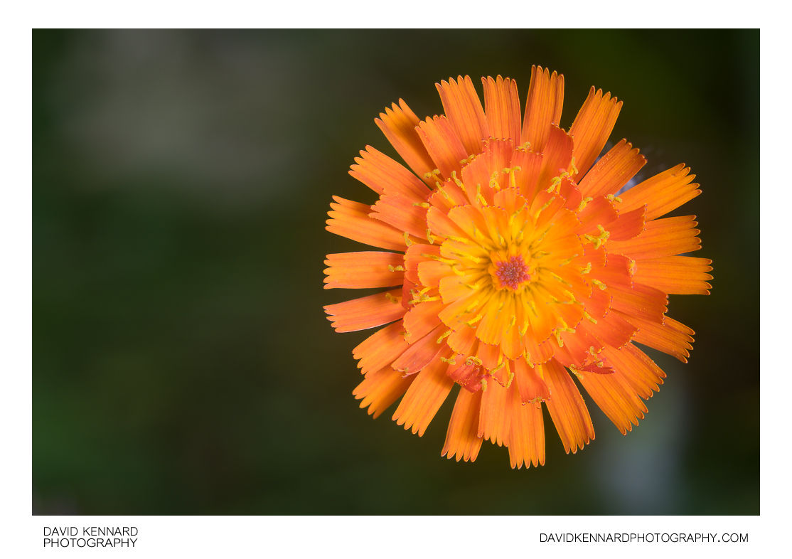 Orange Hawkweed (Pilosella aurantiaca) flower