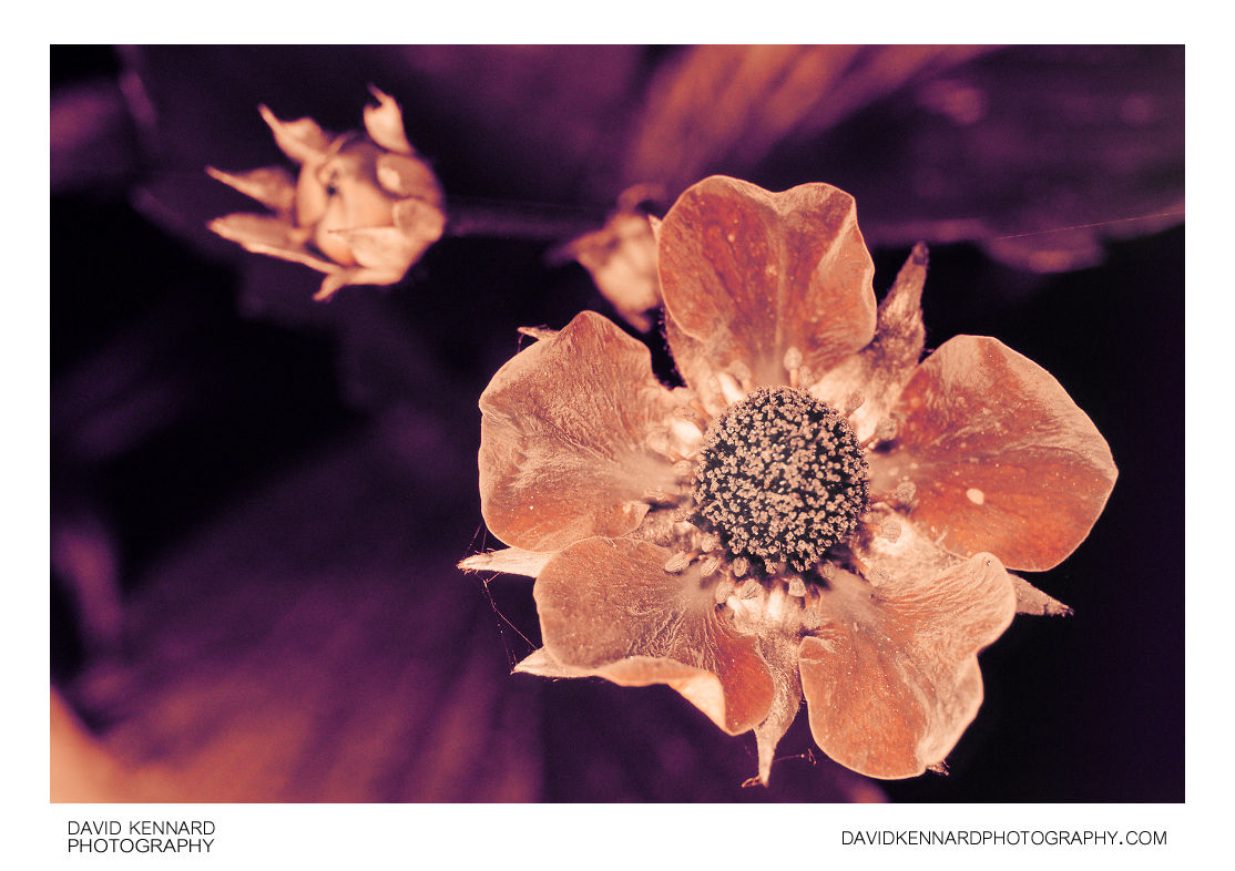 Garden Strawberry (Fragaria × ananassa) flower close-up [UV]