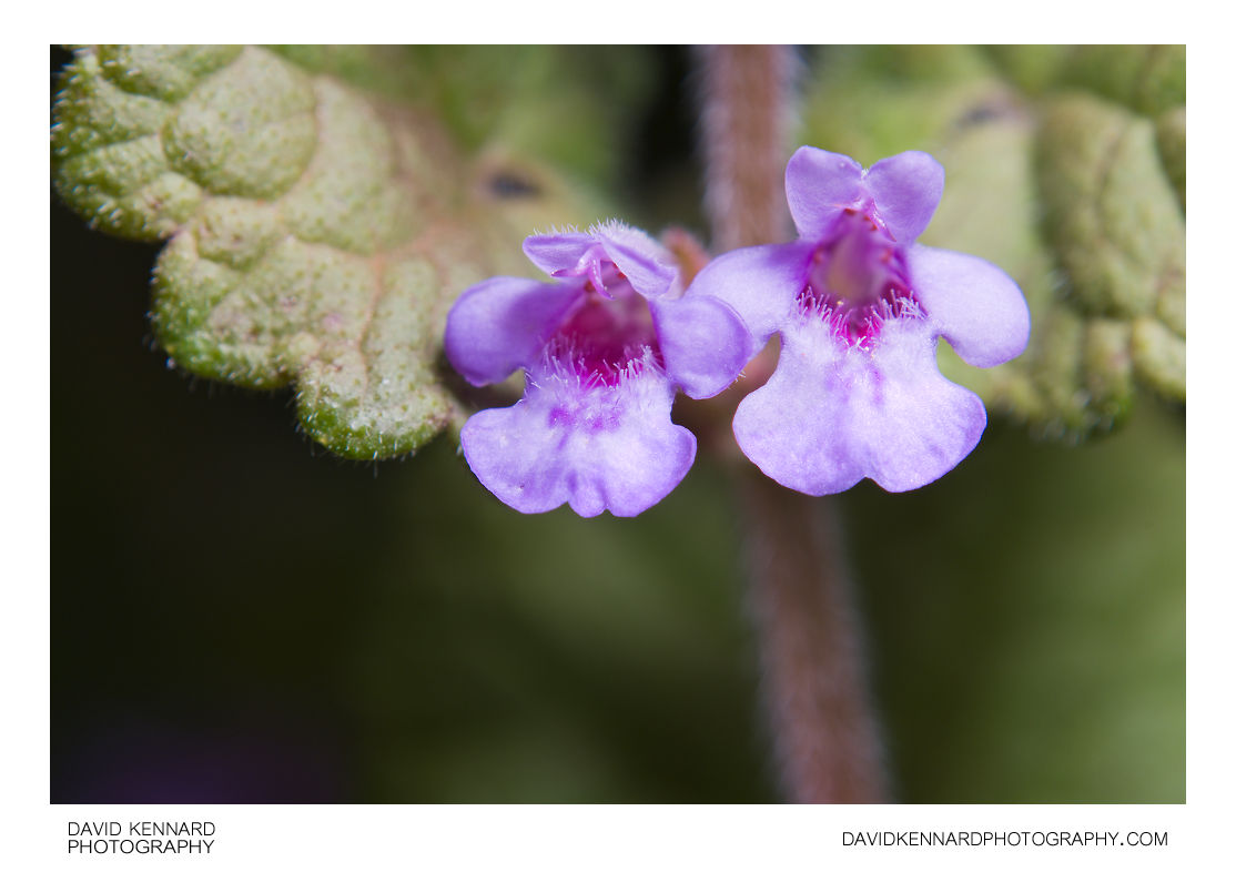 Ground Ivy (Glechoma hederacea) flowers