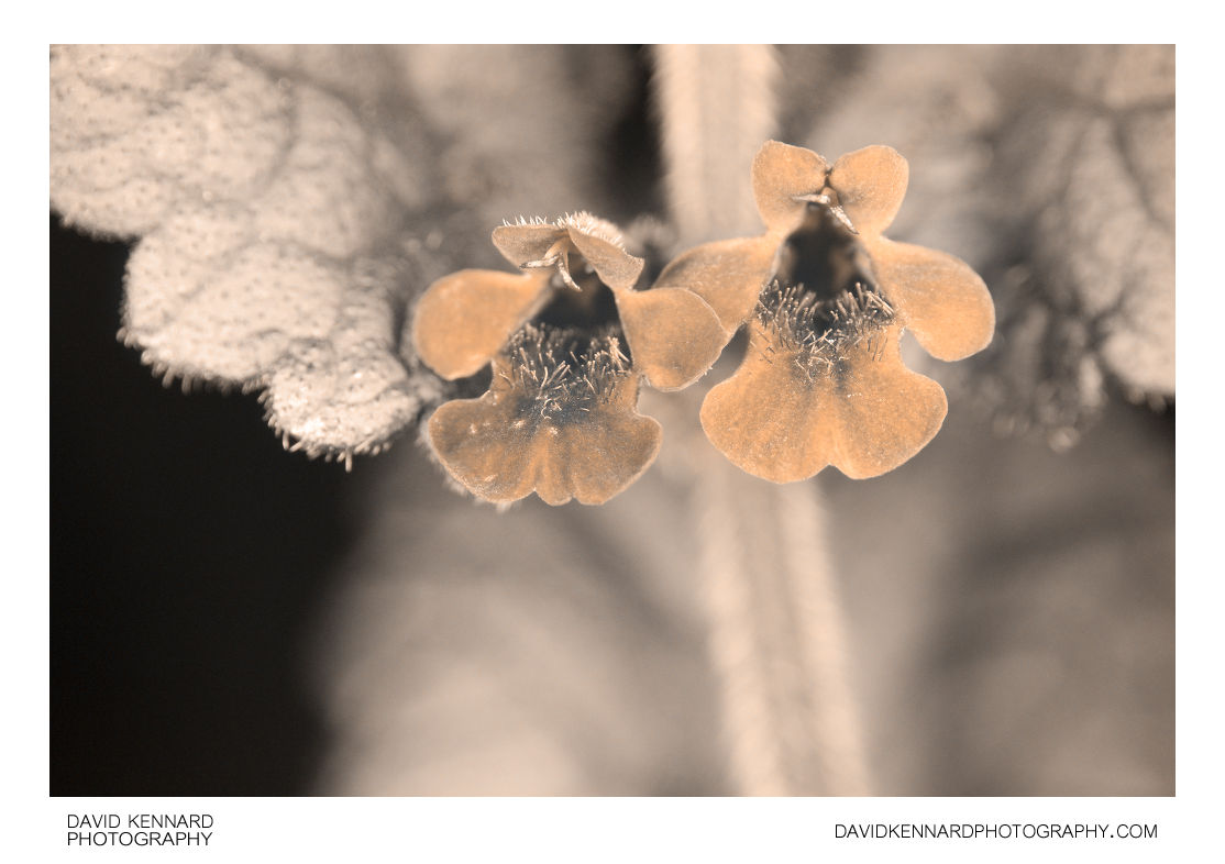 Ground Ivy (Glechoma hederacea) flowers [UV]