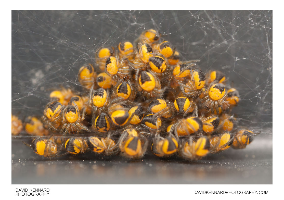 Araneus diadematus spiderlings cluster