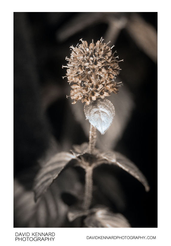 Water Mint (Mentha aquatica) in flower [UV]