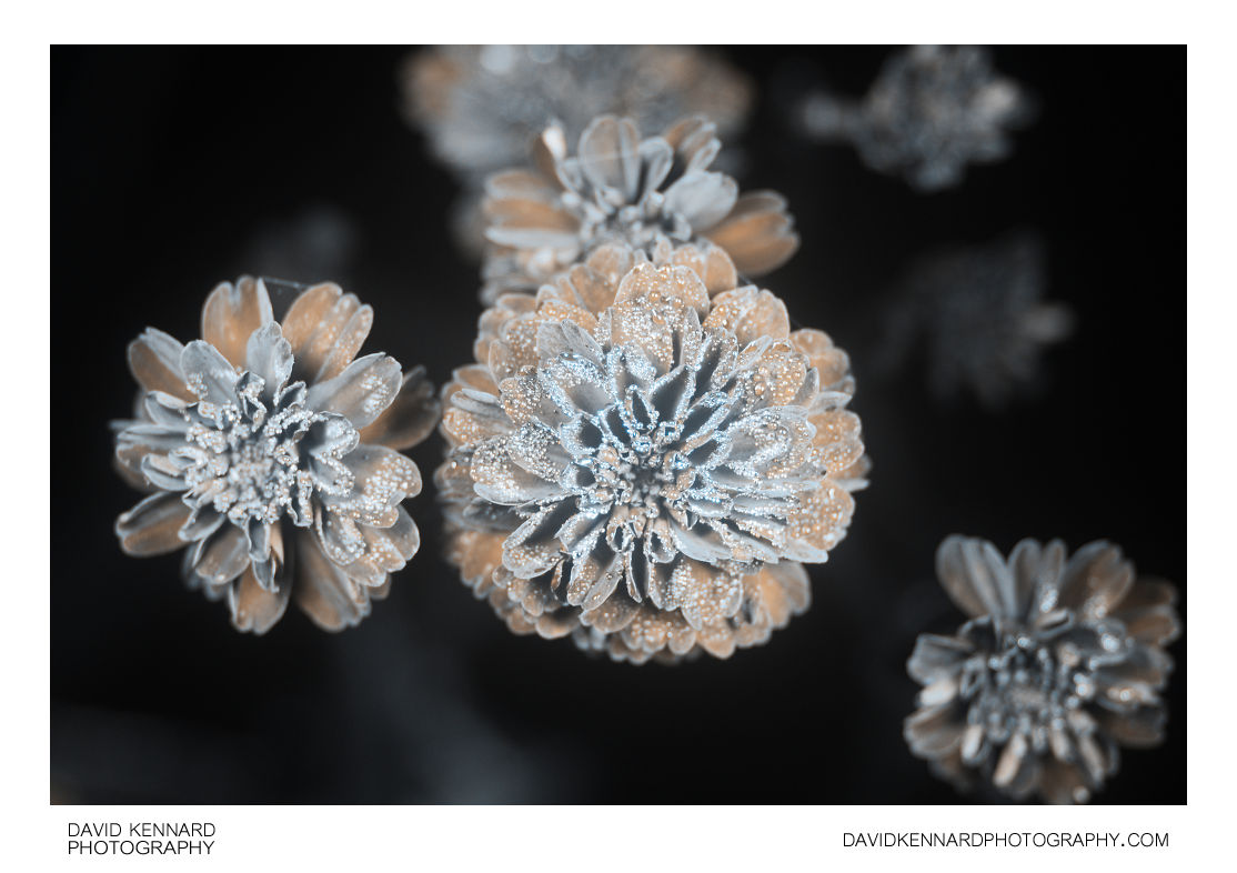 Achillea ptarmica 'The Pearl' flowers [UV]