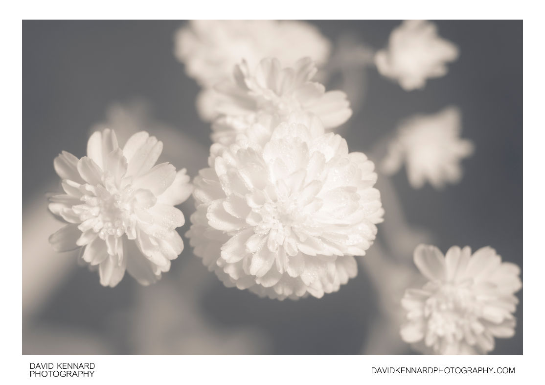 Achillea ptarmica 'The Pearl' flowers [IR]