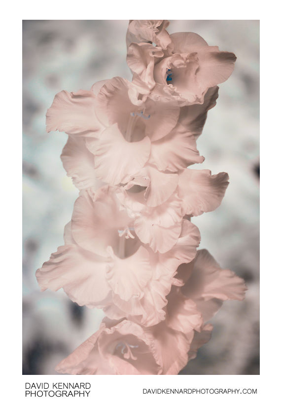 Gladiolus × hortulanus 'Priscilla' [IR]