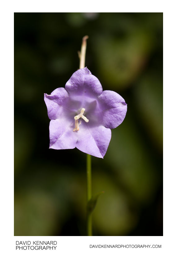 Campanula persicifolia 'Telham Beauty' flower