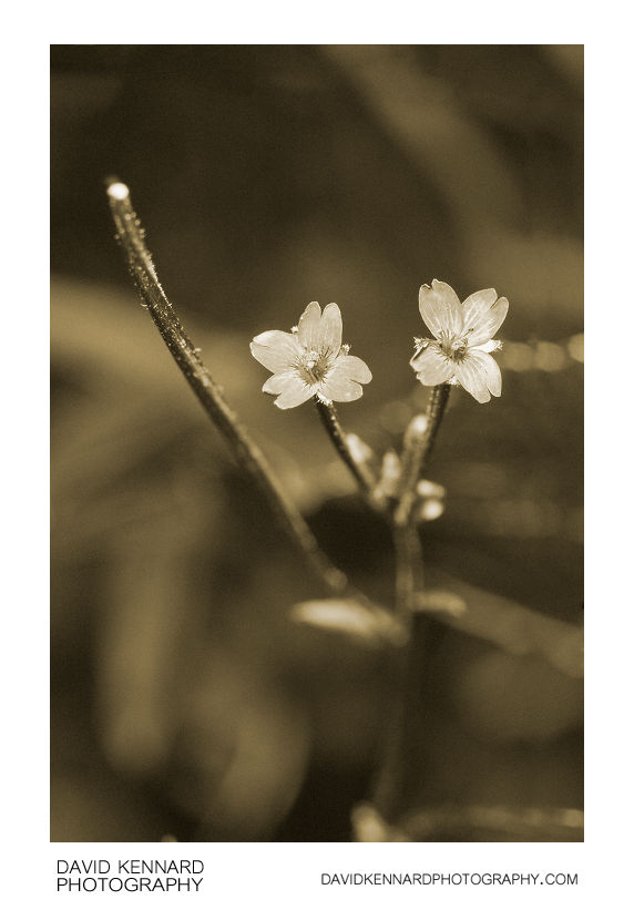 Marsh Willowherb flowers [UV]