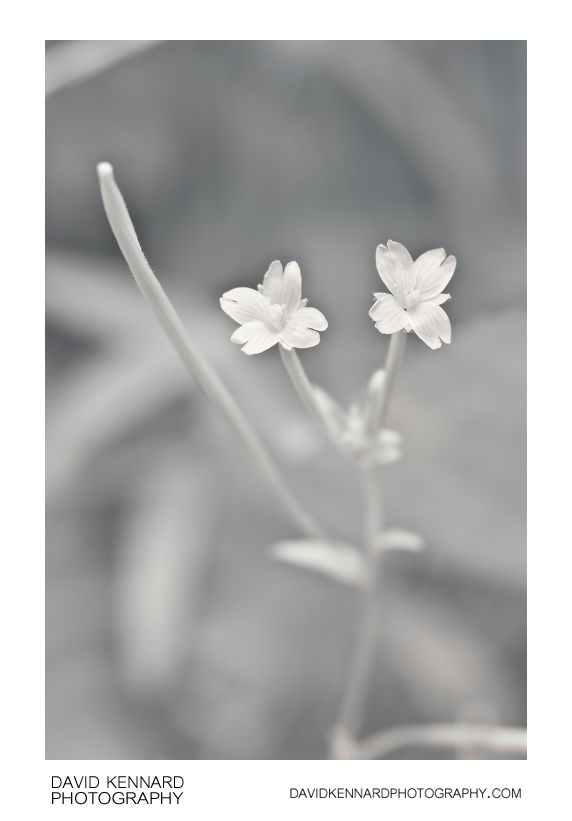 Marsh Willowherb flowers [IR]