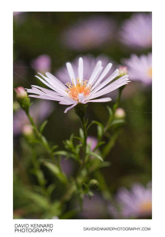 Michaelmas daisy (Aster sp.) flower