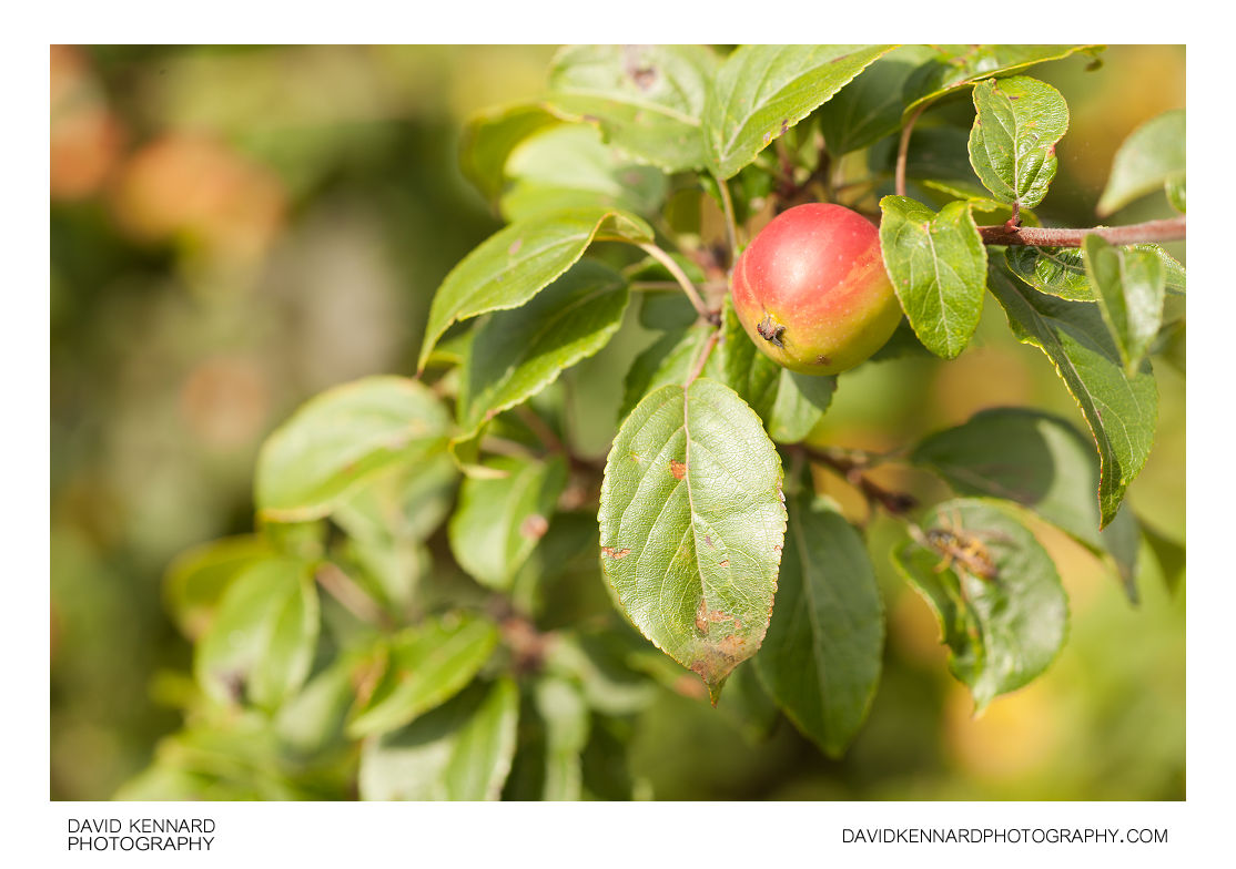 Ripe Crab Apple Malus Sylvestris David Kennard Photography ripe-crab-apple-malus-sylvestris-david-kennard-photography