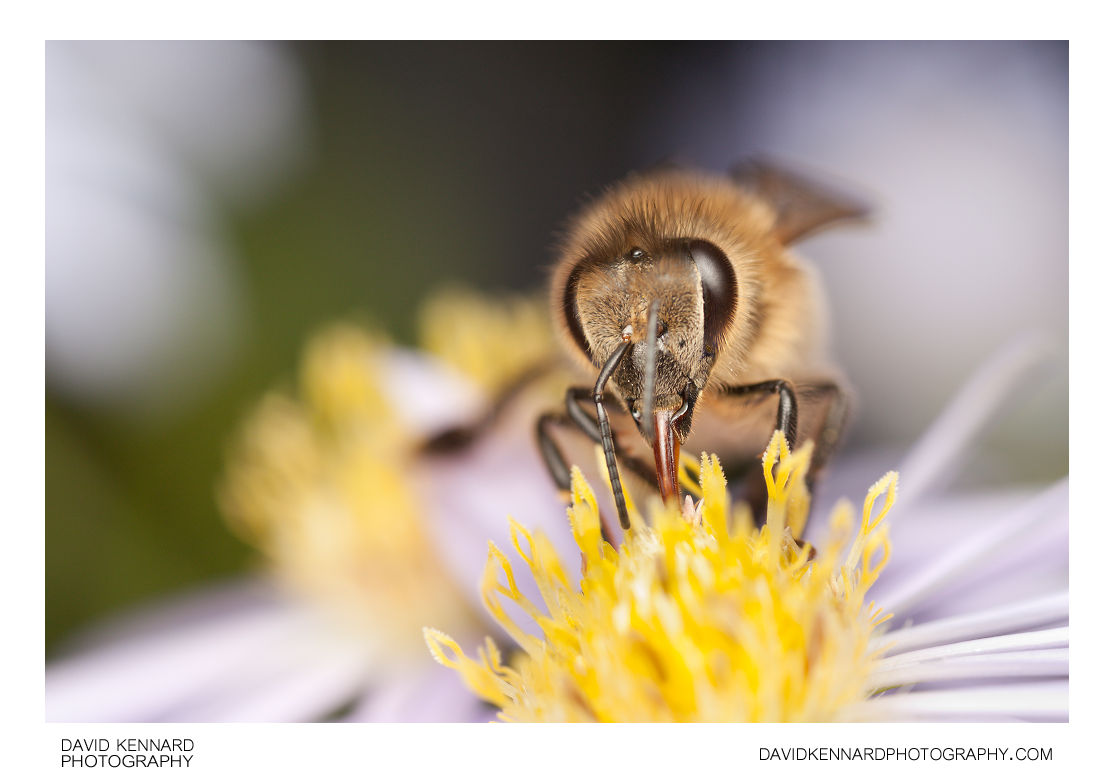 Honey Bee on Michaelmas Daisy