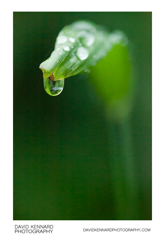 Raindrop hanging from grass