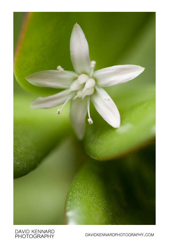 Crassula ovata (Jade plant) flowers