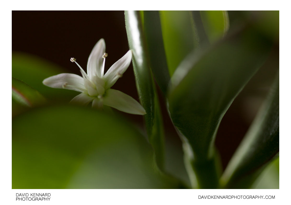 Crassula ovata (Jade plant) flowers