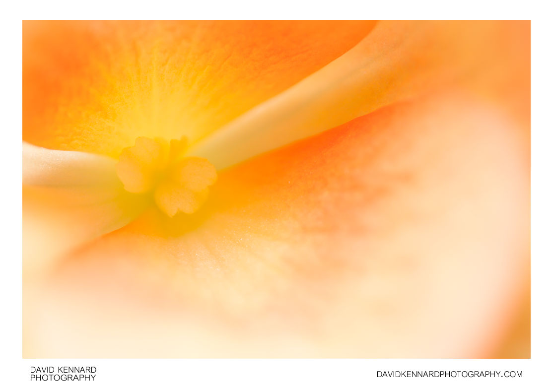 Begonia flower abstract
