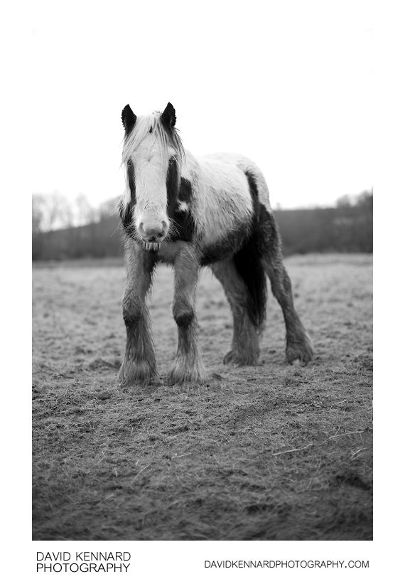 Gypsy-cob horse in muddy field