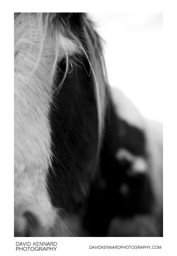 Gypsy-cob horse portrait