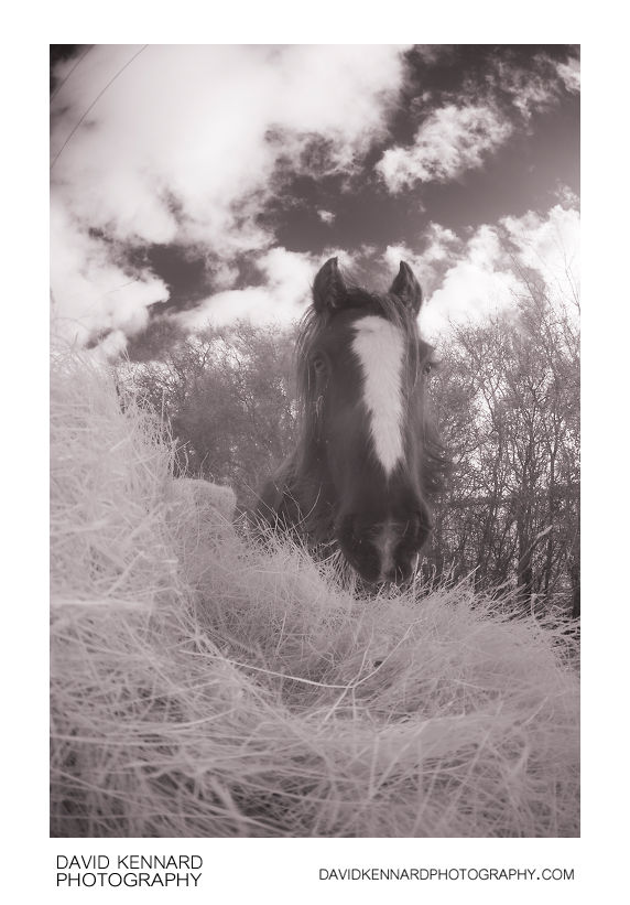 Gypsy-cob Horse with pile of hay [IR]