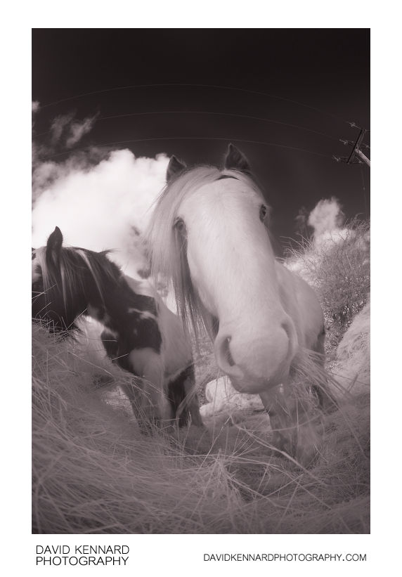 Gyspy-cob horse eating hay [IR]