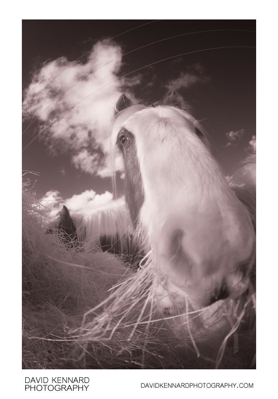 Gypsy-cob horse eating hay in infrared