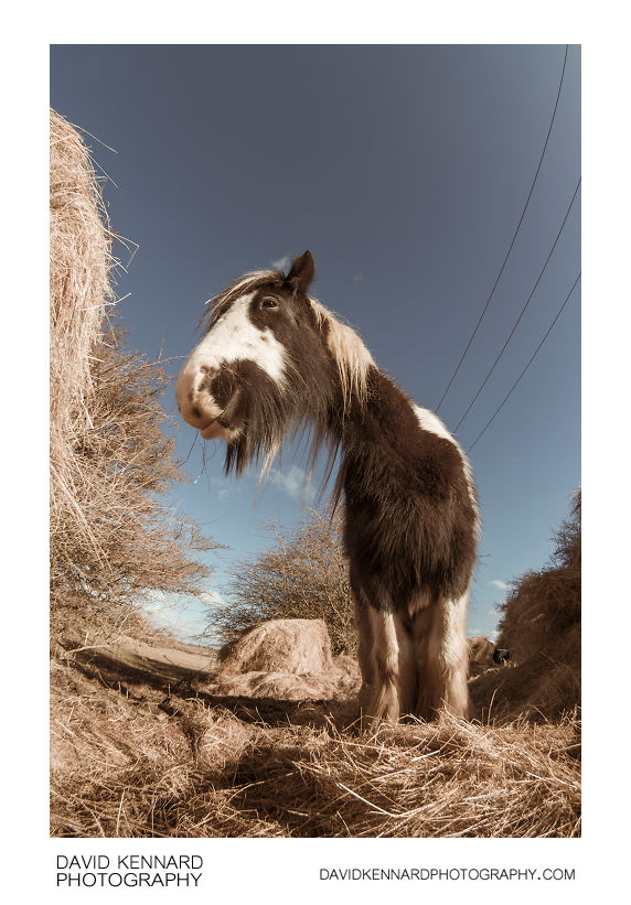 Gypsy-cob horse & hay