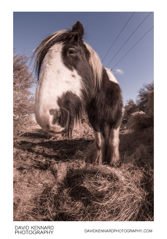 Gypsy-cob horse fisheye portrait