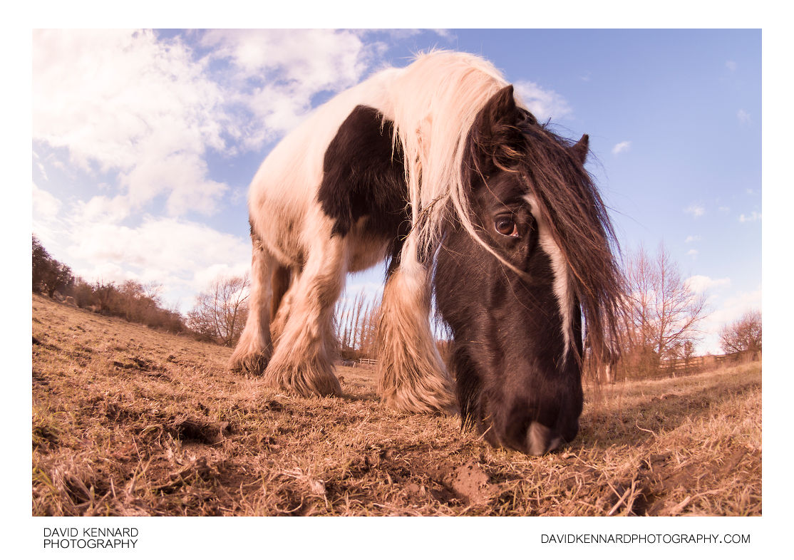 Gypsy-cob horse feeding